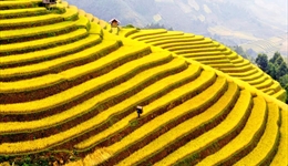 Tư vấn du lịch Sapa