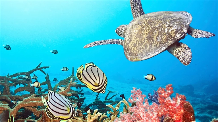 Cơ hội để ngắm nhìn rặng san hô và những sinh vật biển