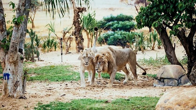 Động vật hoang dã tại River Safari