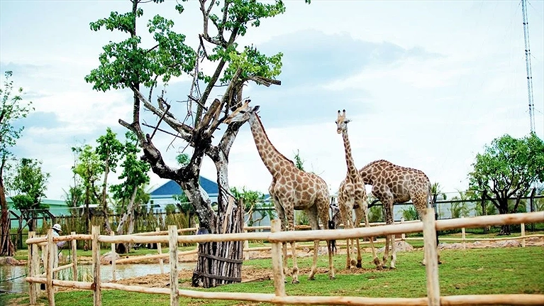 Động vật hoang dã tại River Safari