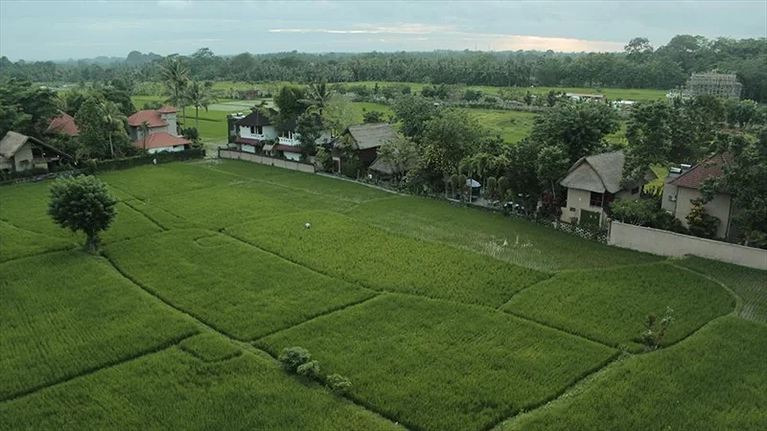 Quang cảnh đồng lúa