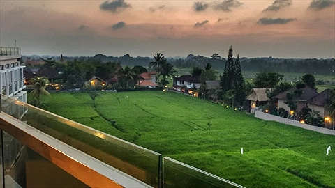 Quang cảnh đồng lúa