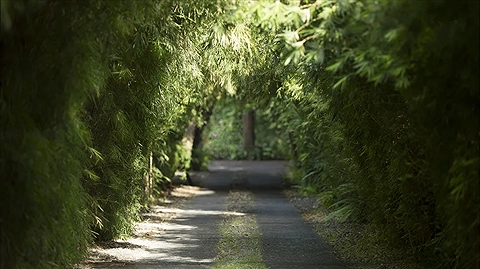 Lối vào xanh nhiệt đới dẫn đến khu nghỉ dưỡng