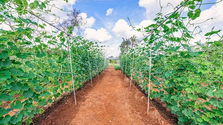 Minera Forest (Khu công viên rừng)