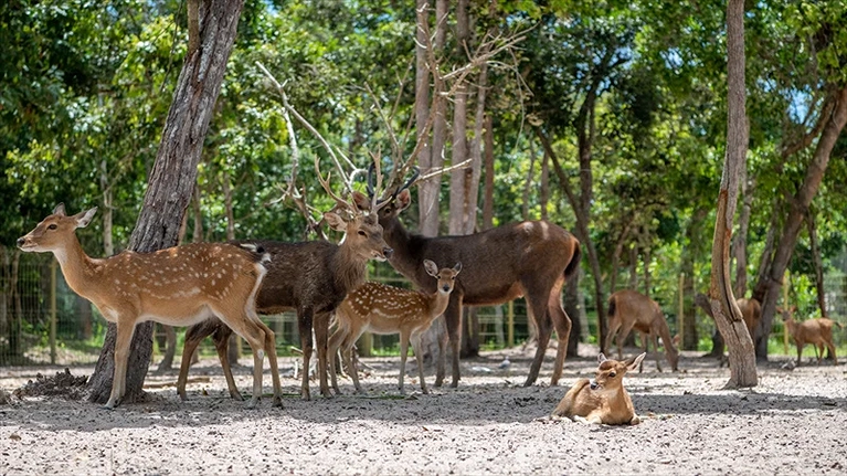 Minizoo - Minera Forest (Khu công viên rừng)
