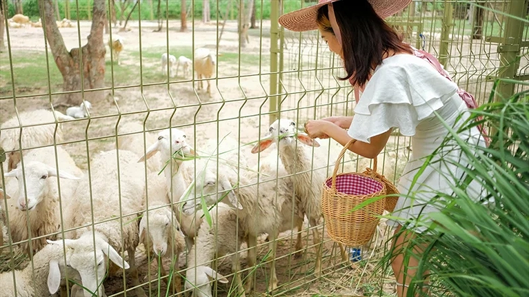 Minizoo - Minera Forest (Khu công viên rừng)