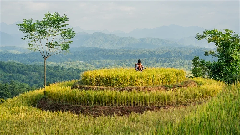 Mùa lúa chín vàng tạo cảm giác hòa mình vào thiên nhiên