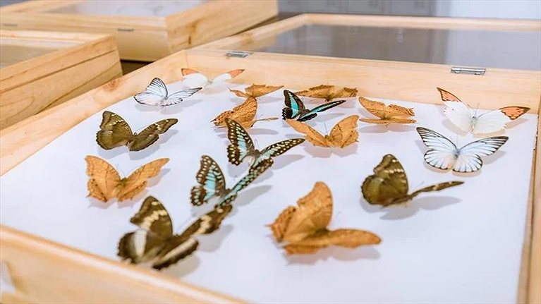 Khu thực nghiệm dành cho trẻ em