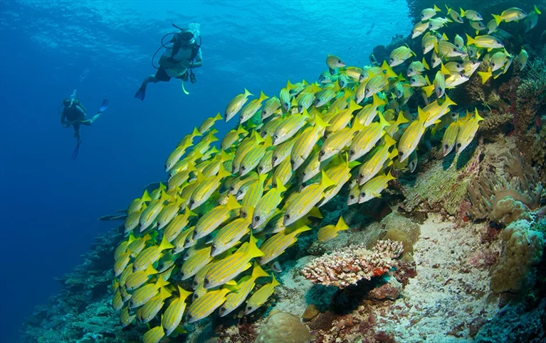 Trải nghiệm lặn biển cực kỳ thú vị