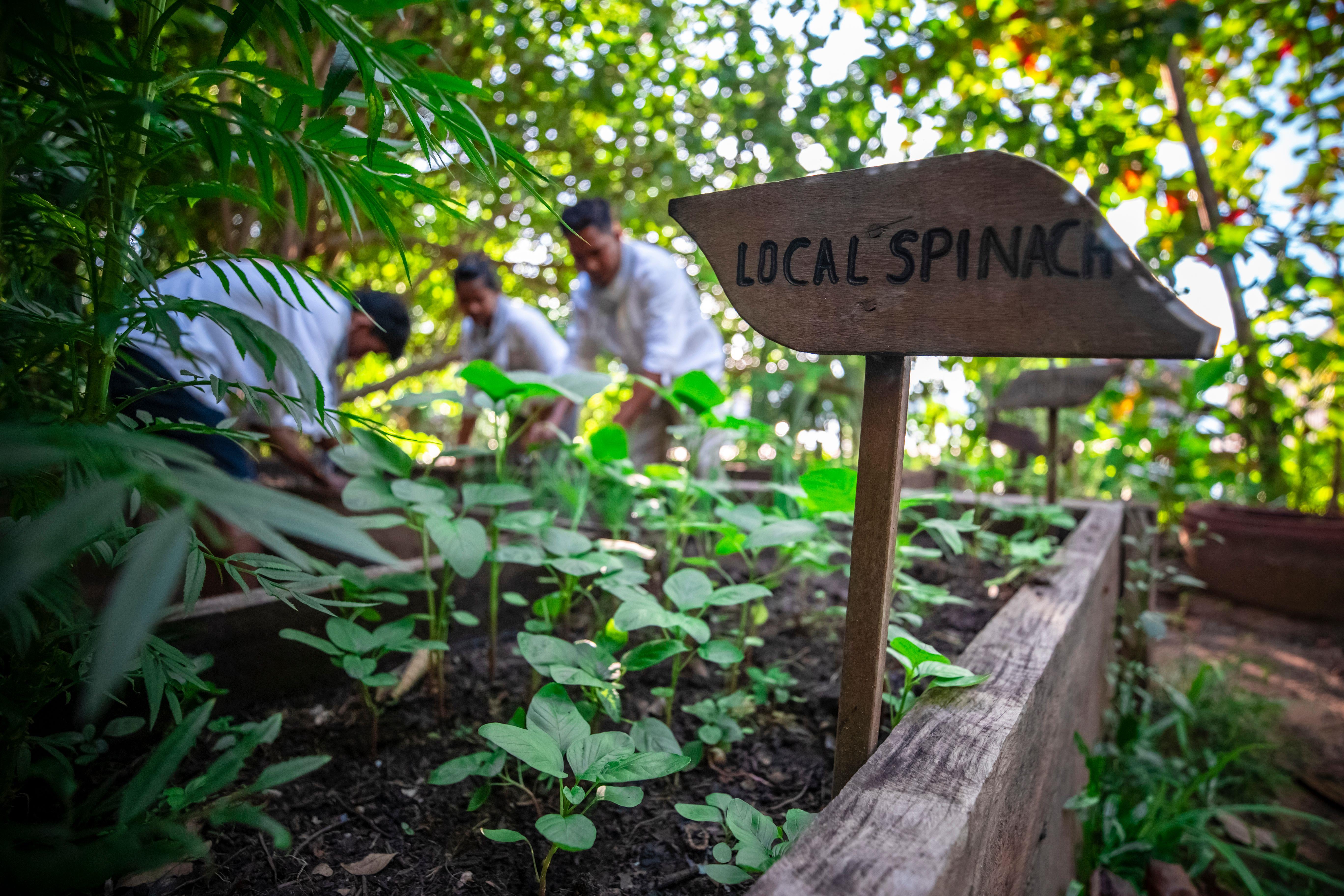 Khu vực trồng rau và thảo dược