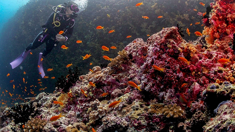 Trải nghiệm lặn biển tại thuộc khu bảo tồn sinh quyển được UNESCO công nhận