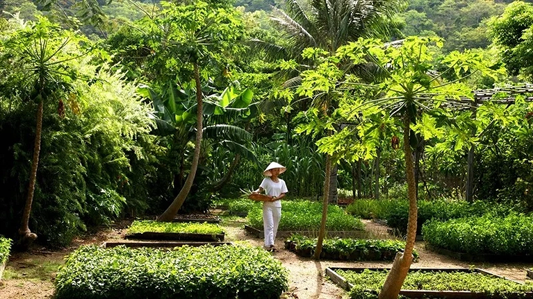 Trẻ em cũng có thể trải nghiệm vườn rau organic với đa dạng hay nhặt trứng buổi sớm tại trang trại gà