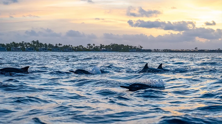 Lướt chầm chậm trên mặt biển và bắt gặp được đàn cá heo là một điều vô cùng may mắn