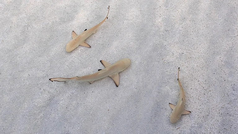 Khu vực đảo với đa dạng các loài sinh vật biển