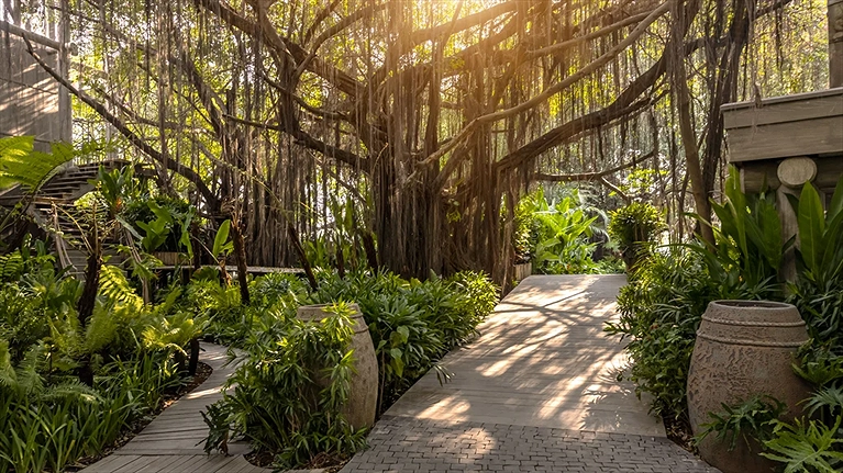 Lối đi xanh mát tại An Lâm