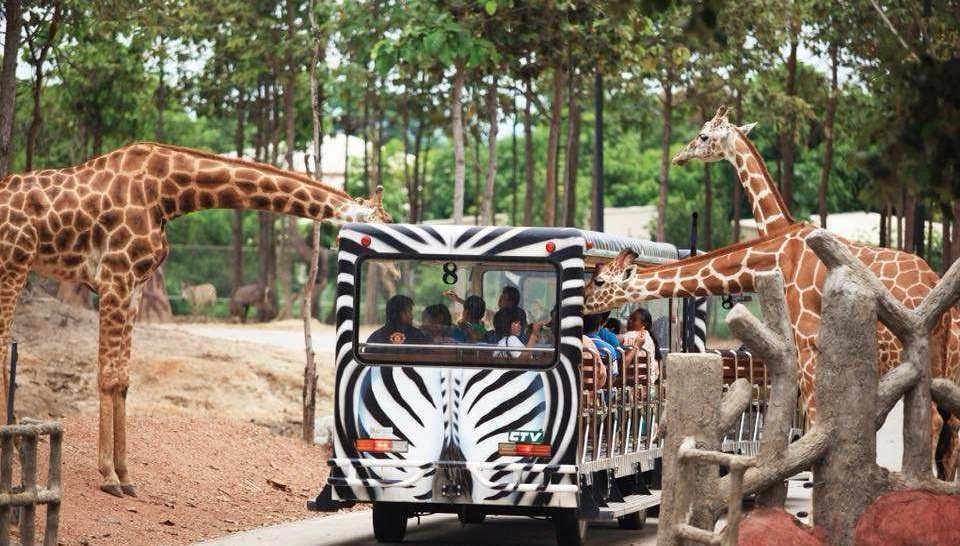 Giao lưu với những người bạn hươu cao cổ tại Chiang Mai Night Safari