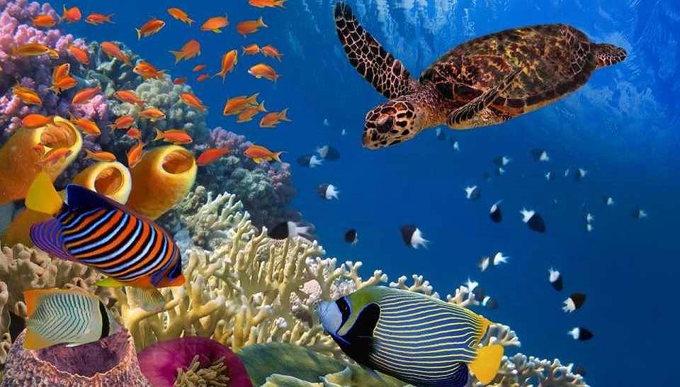 Tour 3 Đảo Phú Quốc: Hòn Móng Tay, Hòn Gầm Ghì Và…