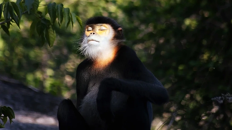 Và biết đâu được, bạn sẽ được tận mắt nhìn thấy bạn Voọc chà vá chân đen, một loài linh trưởng quý hiếm đang cư trú tại đây