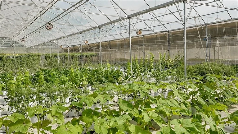 Vườn rau hữu cơ