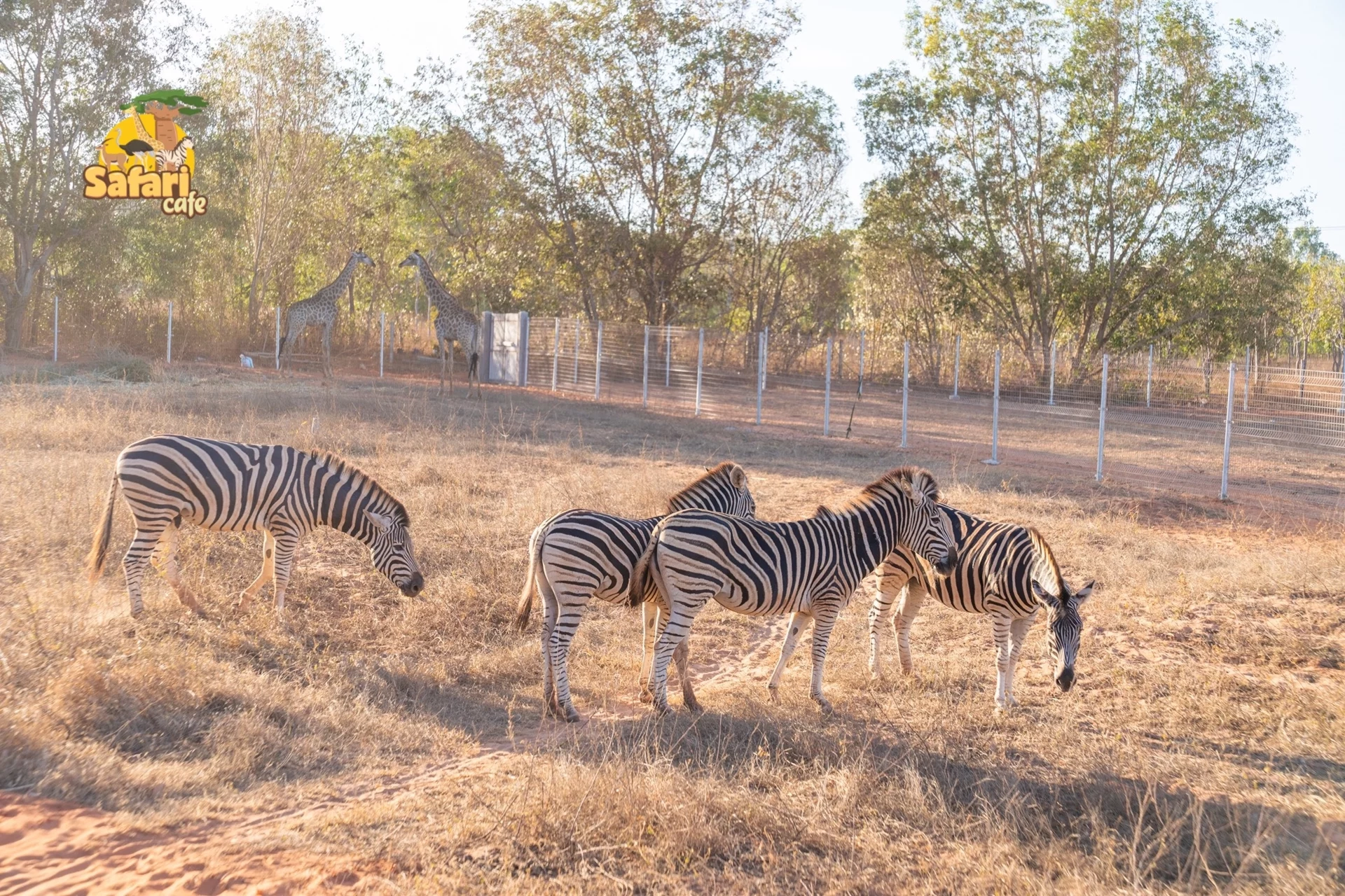 Vé Công viên bán hoang dã Safari Cafe Phan Thiết