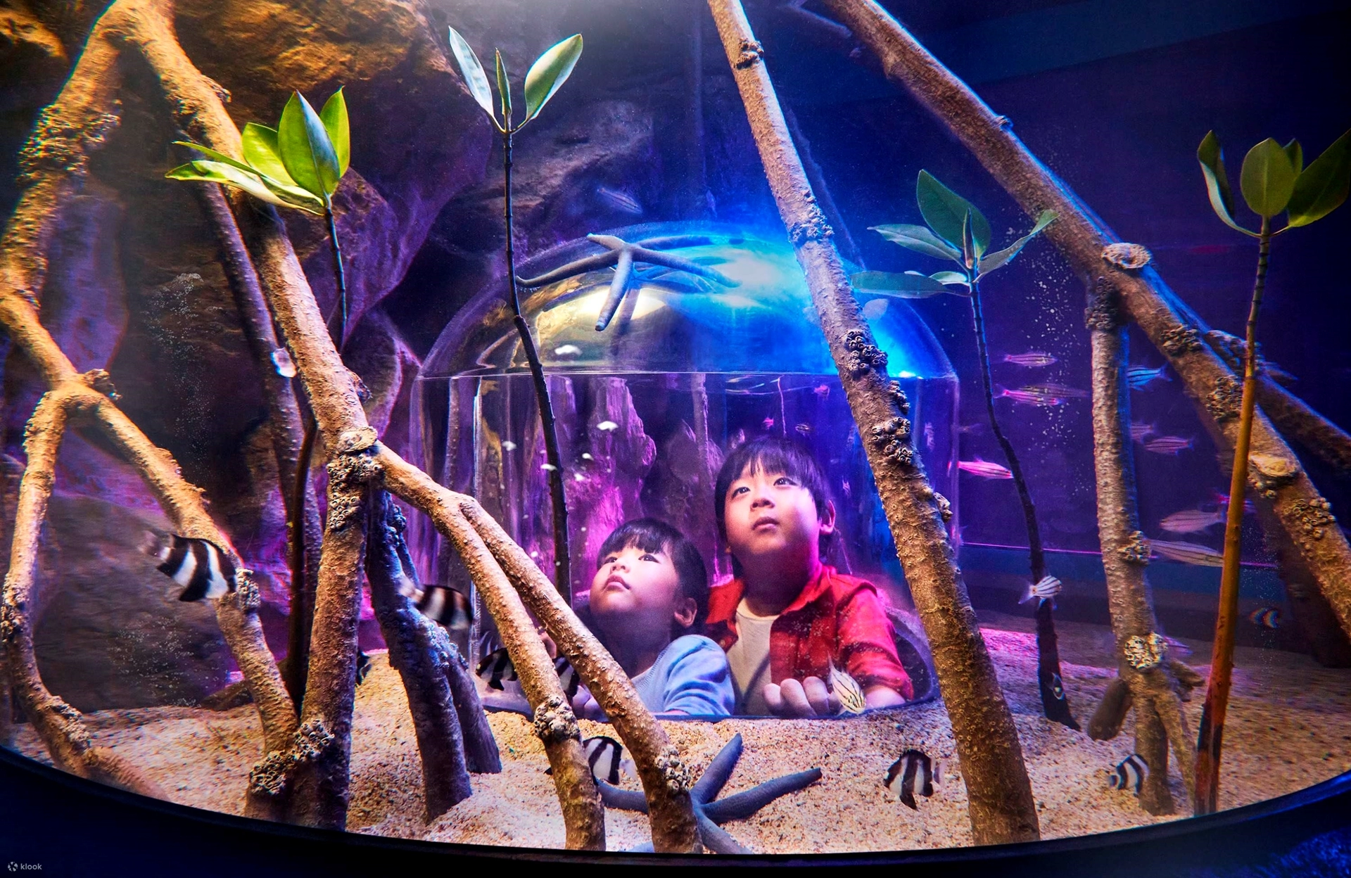 Vé Thủy Cung Sealife Ocean World & Bảo Tàng Madame Tussauds Tại Bangkok
