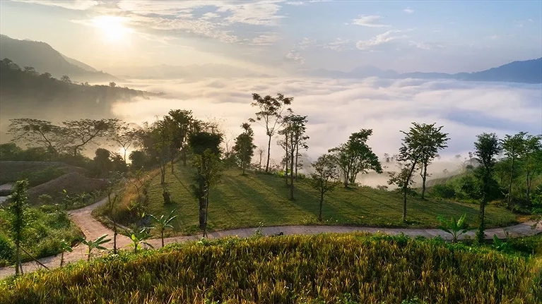 Những con đường rợp nắng vàng