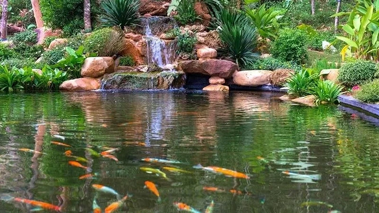 Thác nước chảy róc rách với những đàn cá đủ màu sắc