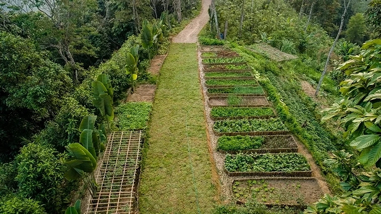 Vườn rau được các nhân viên chăm chút kỹ lưỡng