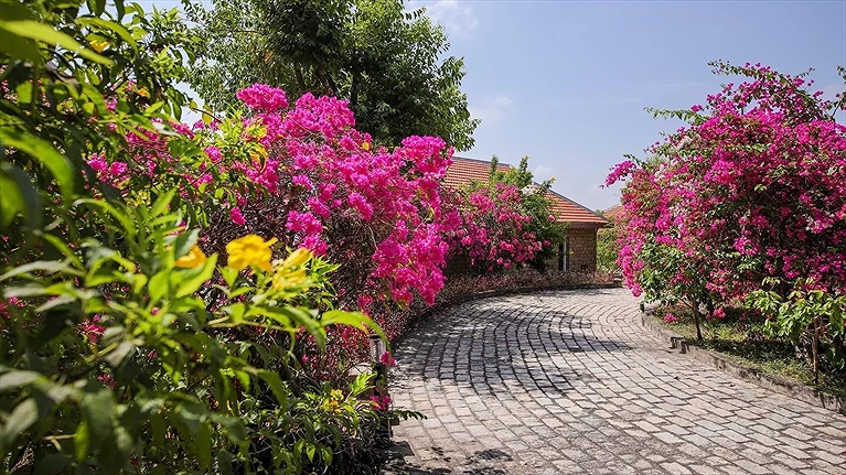 Khuôn viên ngập tràn hoa giấy