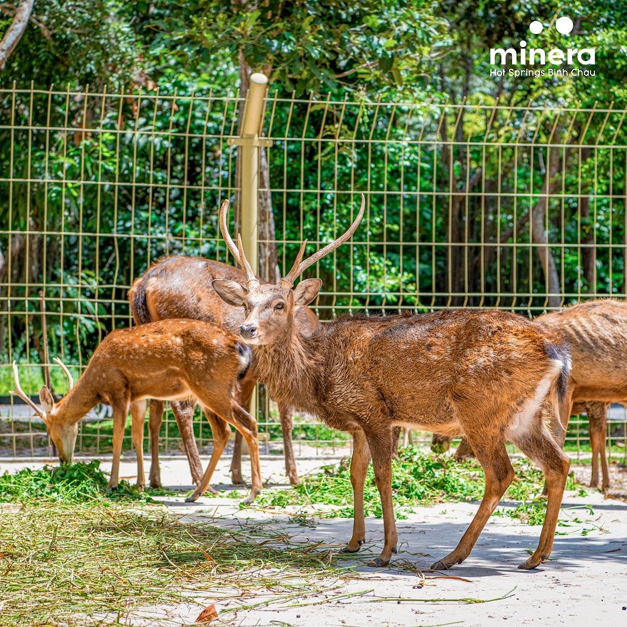 Vé Suối Khoáng Nóng Minera Bình Châu