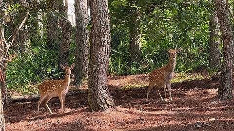 Mini Zoo