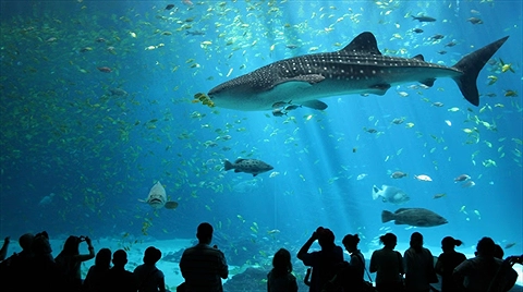 Vé Thủy Cung Sealife Ocean World & Bảo Tàng Madame Tussauds Tại Bangkok