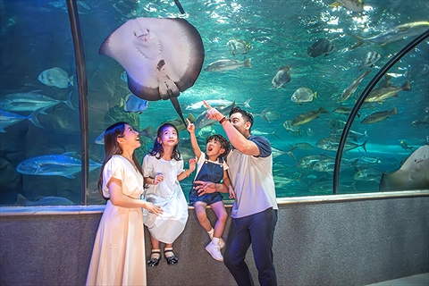 Vé Vào Cửa VinKE & Thủy Cung Vinpearl Times City Hà Nội