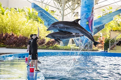 Show Trình Diễn Cá Heo & Hải Cẩu Tại Dolphinarium Đà Nẵng